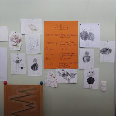 Steckbrief Adler